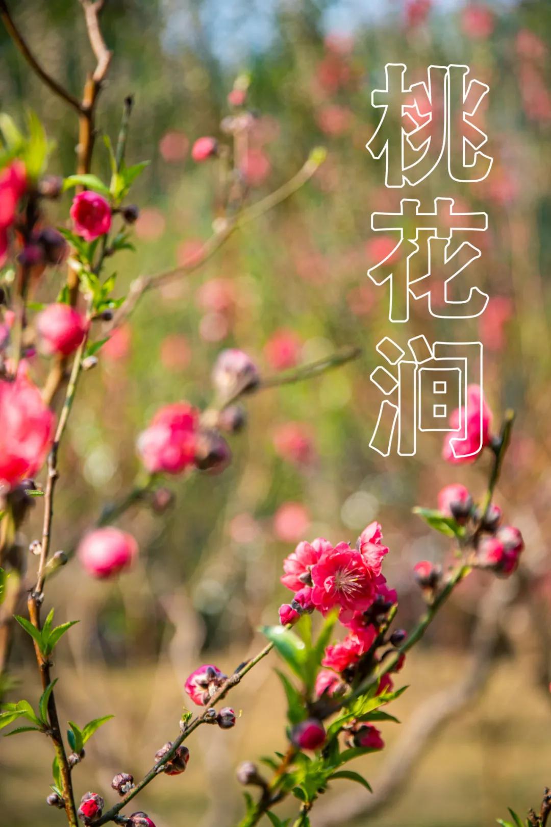 广州第一批桃花开了，就在白云山，还有两周赏花期缩略图