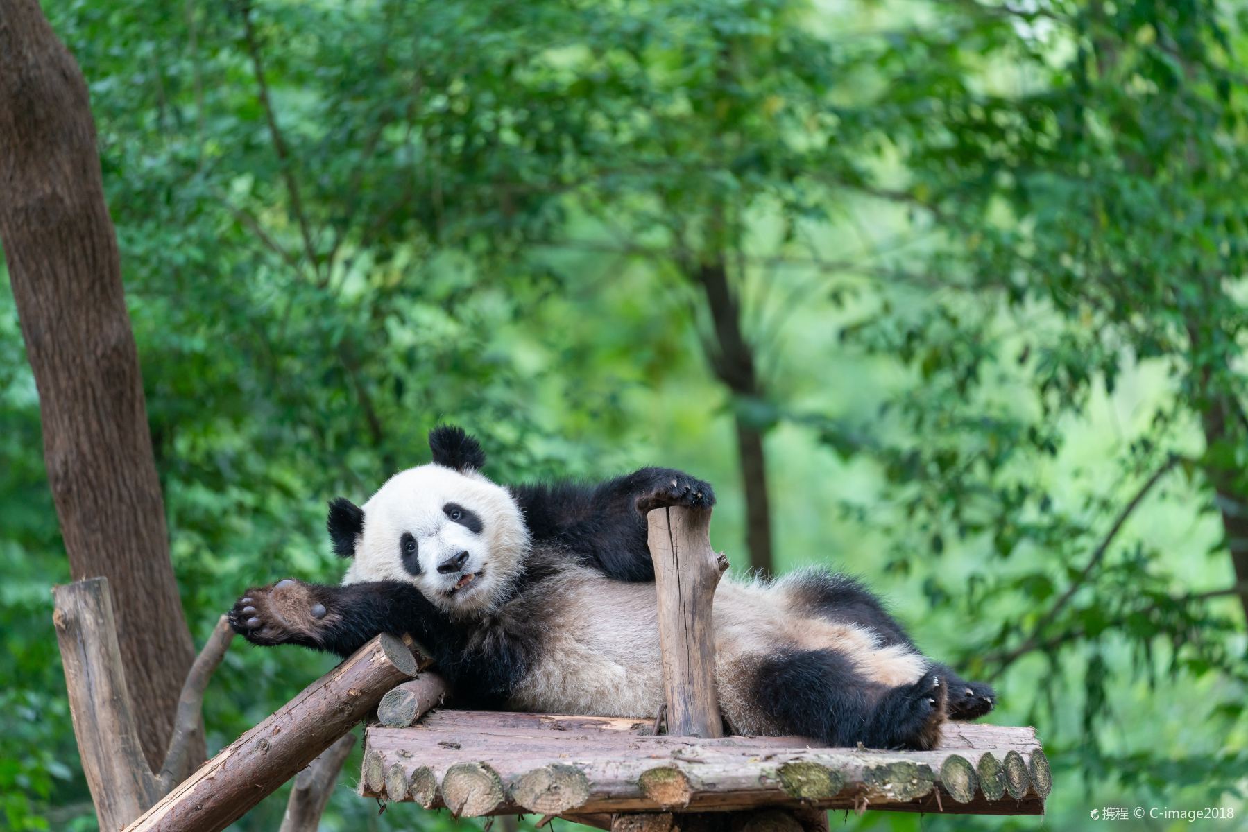 成都大熊猫繁育研究基地（门票）缩略图